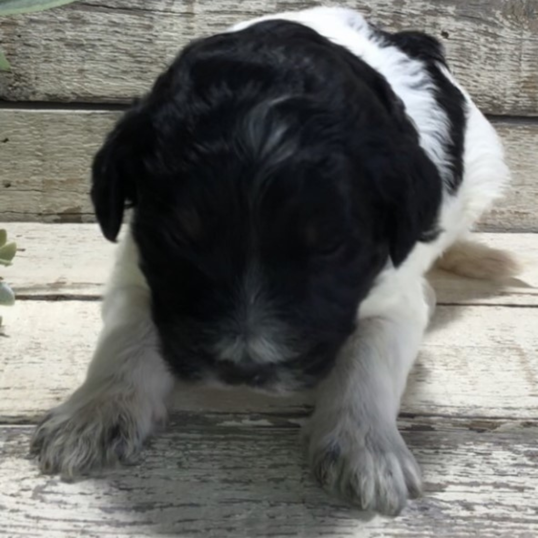 Charlee (Female, F1b Maxi Bernedoodle)