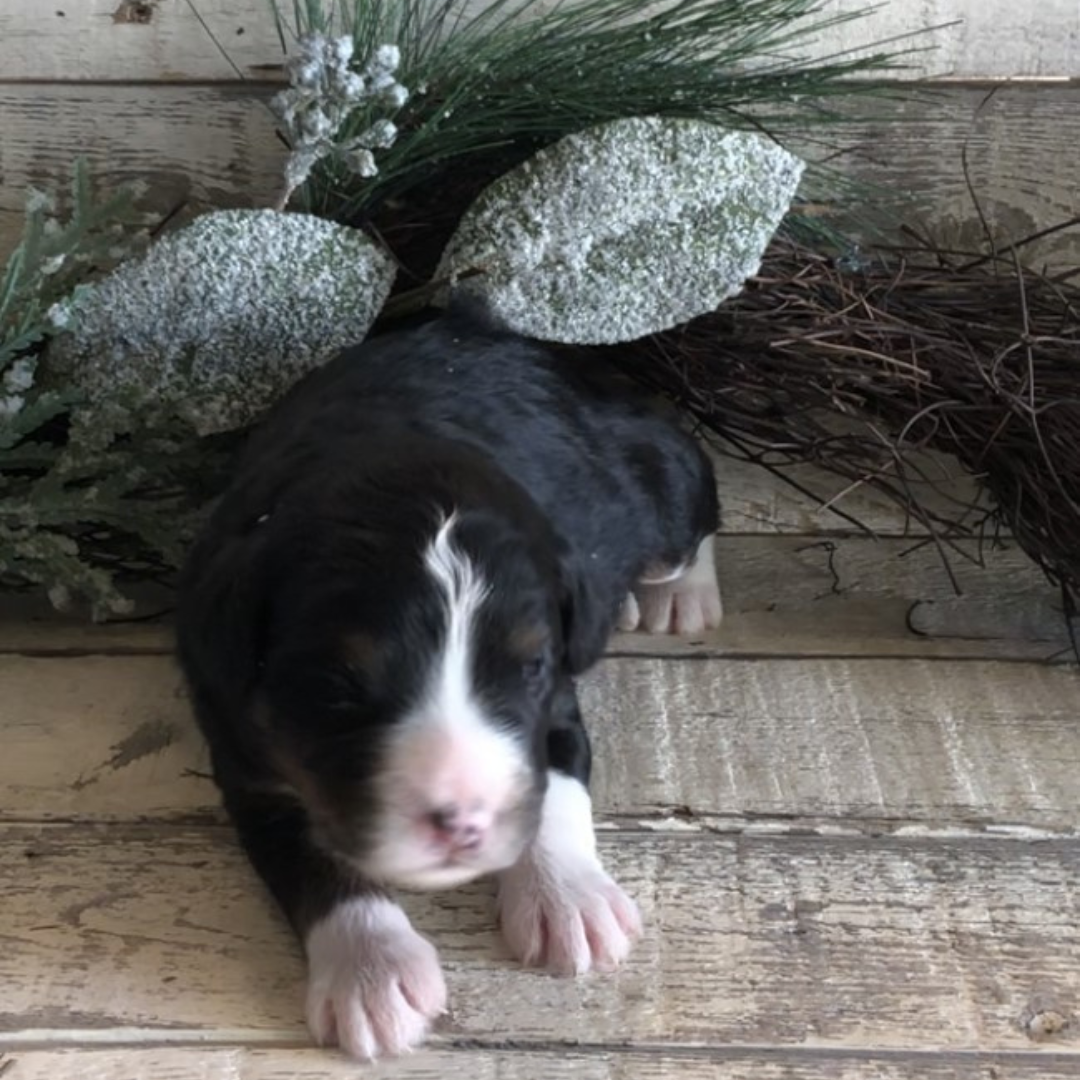 Compass (Male, F1 Mini Bernedoodle)