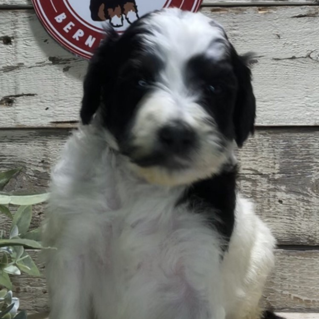 Cora (Female, F1b Maxi Bernedoodle)