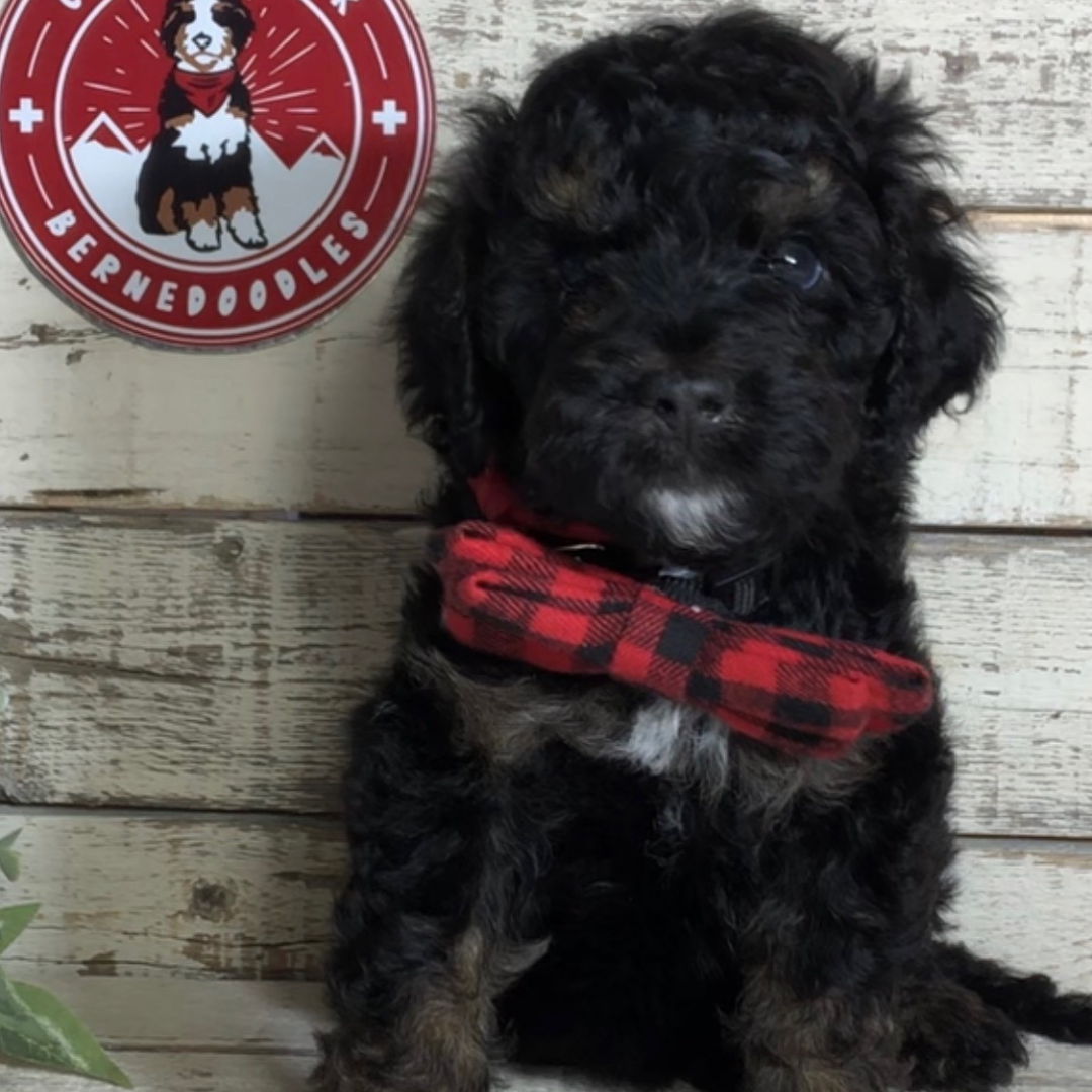 Diego (Male, F1b Major Bernedoodle) - FOUND A NEW HOME