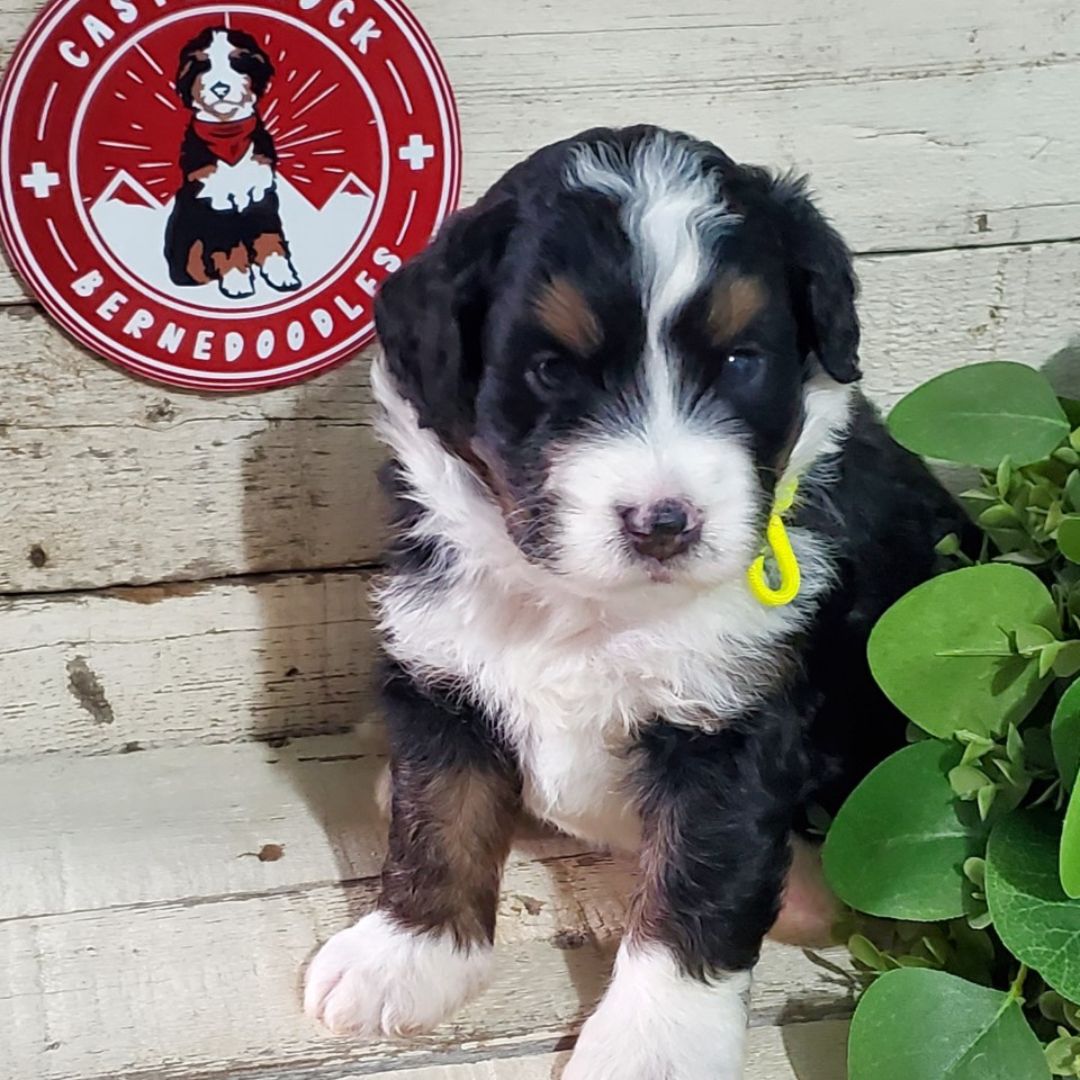 Eddie (Male, F1 Mini Bernedoodle)