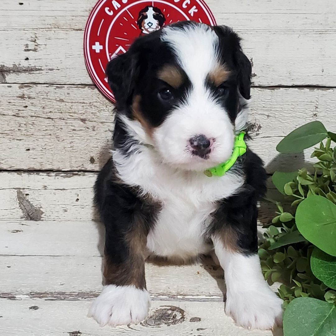 Evan (Male, F1 Mini Bernedoodle)