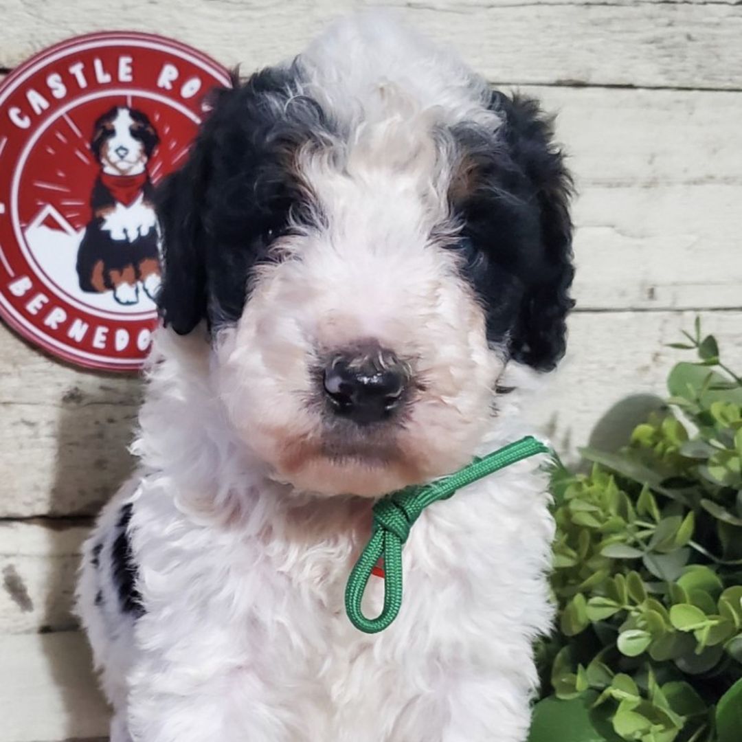 Fabian (Male, F1b Maxi Bernedoodle)