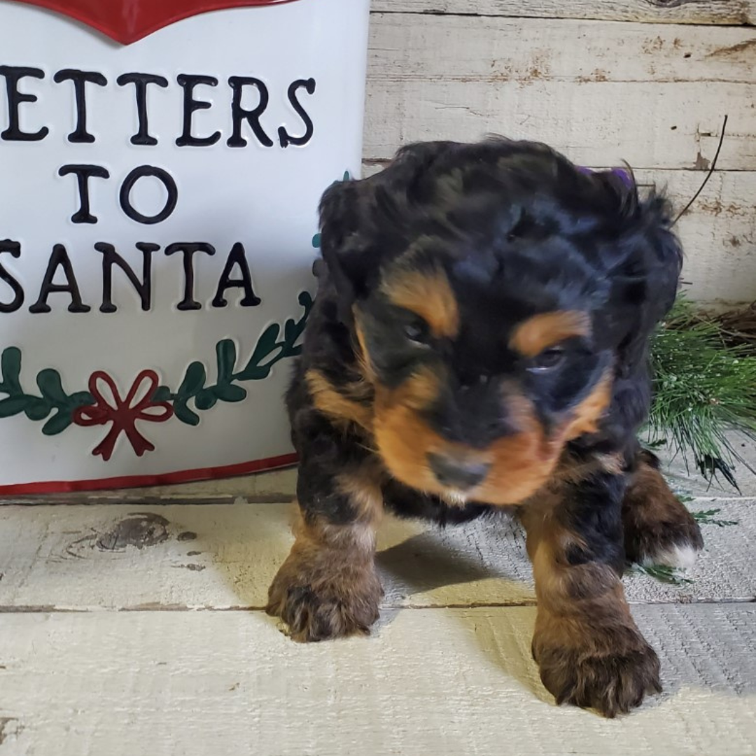 Frosty (Male, F1 Mini Bernedoodle)