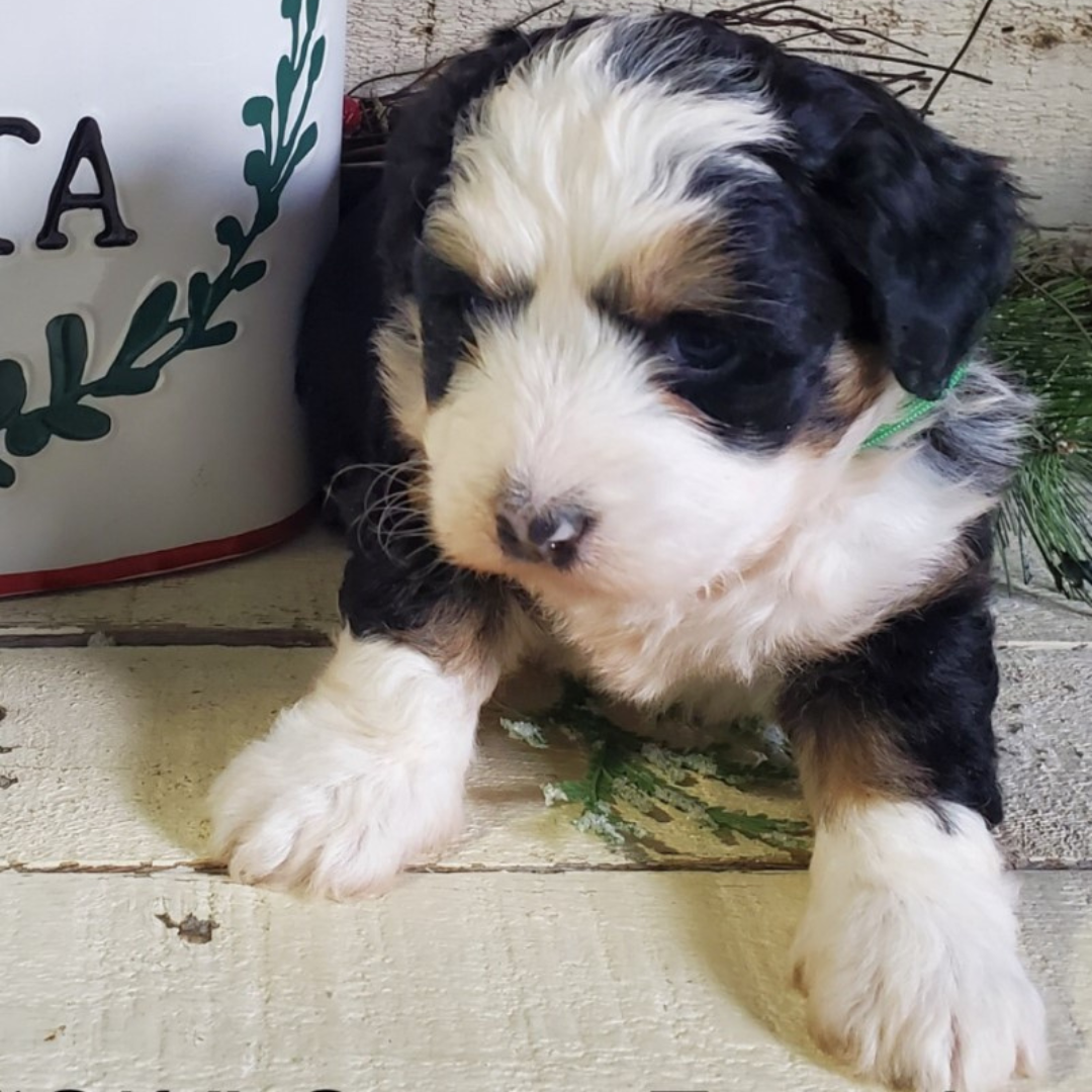 Gift (Female, F1 Mini Bernedoodle)