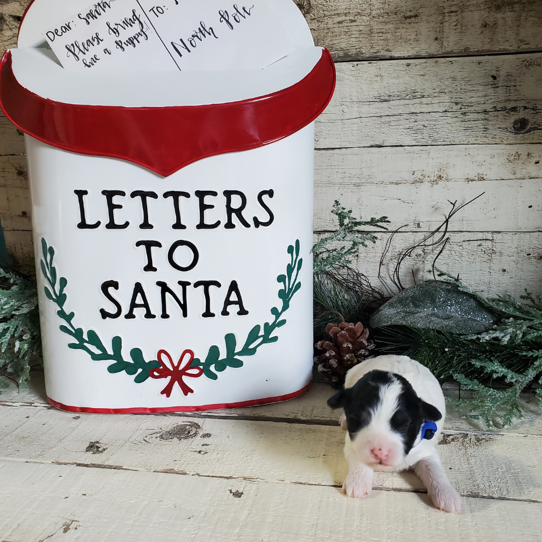 January (Female, F1b Micro Bernedoodle)