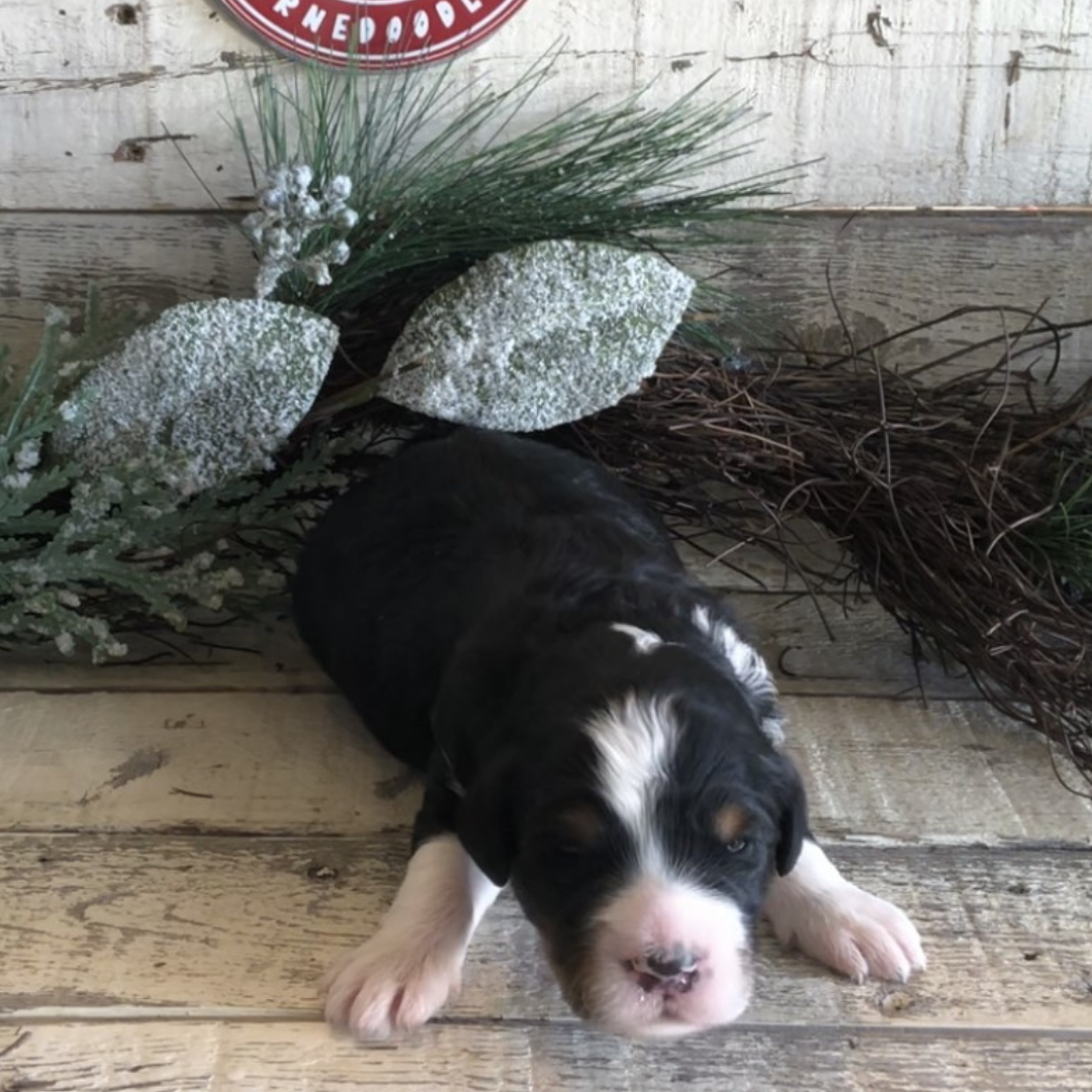 Luna (Female, F1 Mini Bernedoodle)