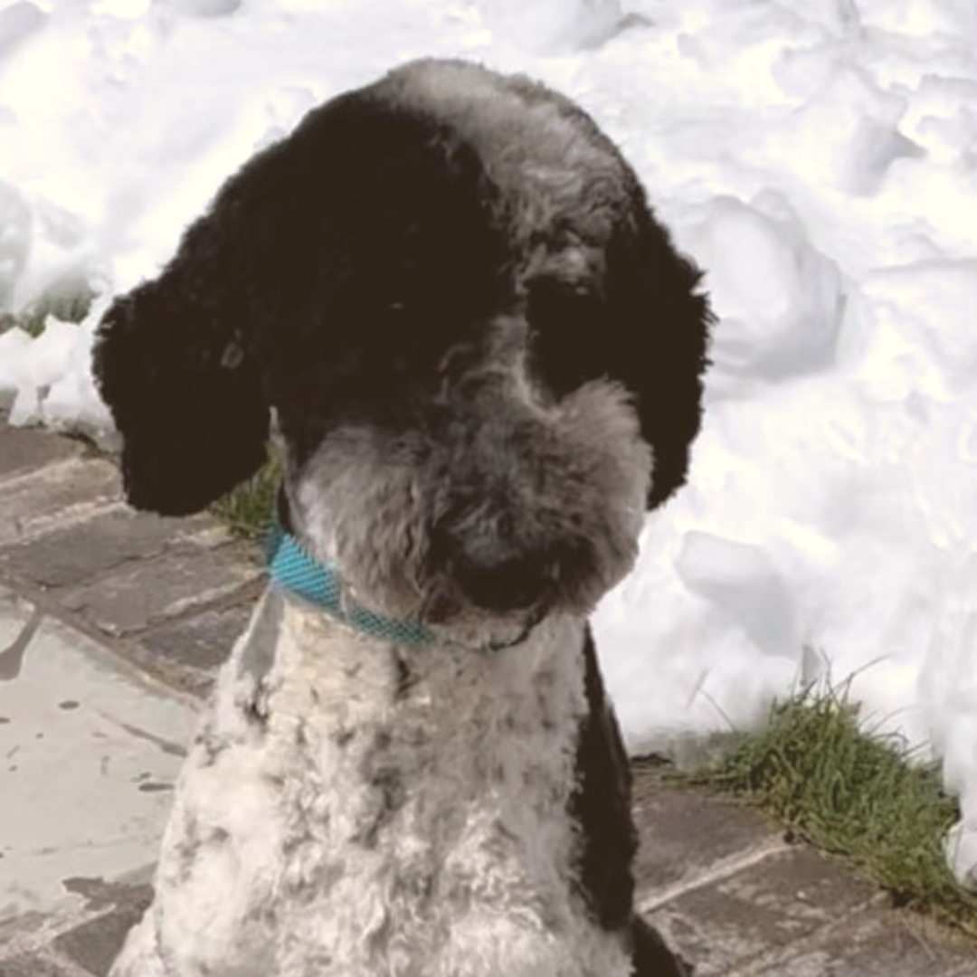 Otto