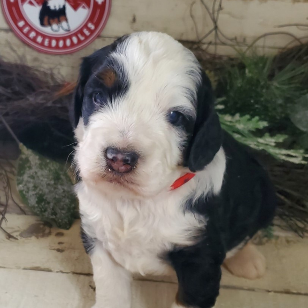 Spare, (Male, F1 Mini Bernedoodle)