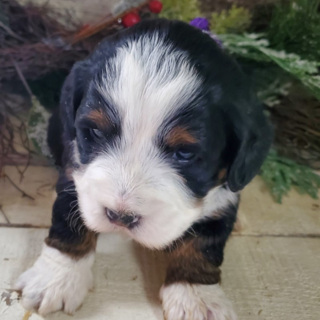 Special (Male, F1 Mini Bernedoodle)