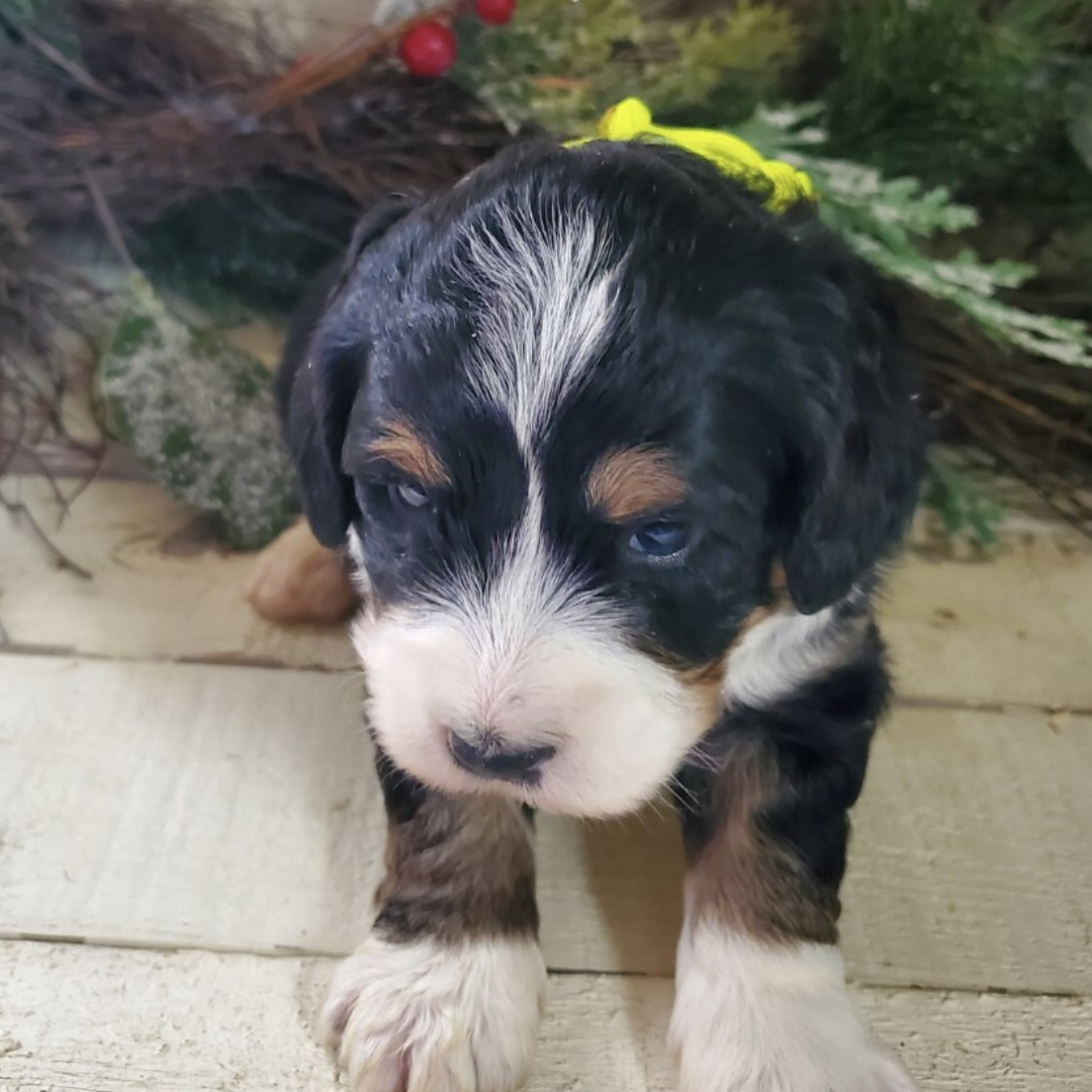 Perk (Female, F1 Mini Bernedoodle)