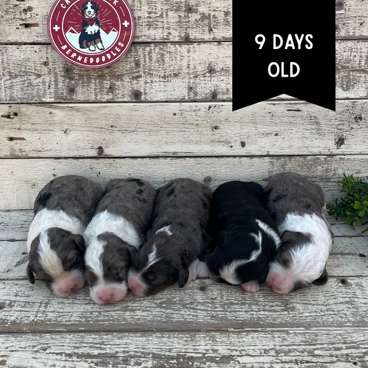 F1 Mini Bernedoodle Males