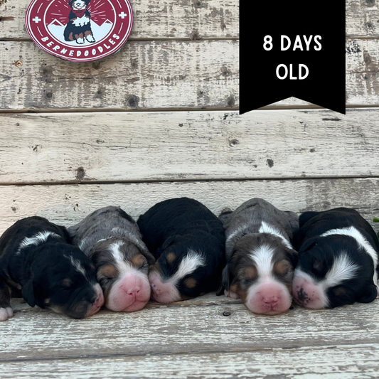 Males, F1 Mini Bernedoodles & Blue Merels