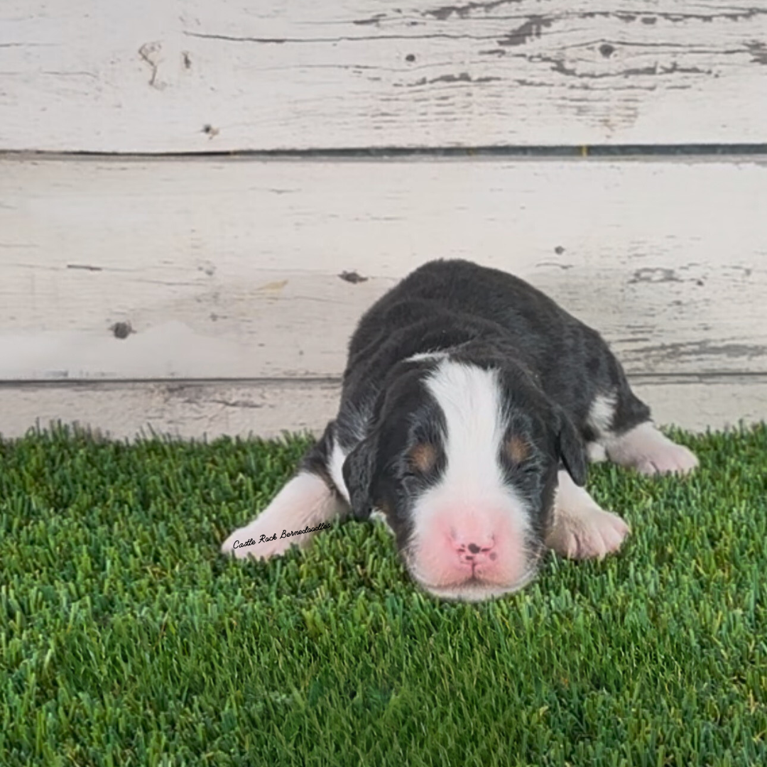 Atlas (Male, F1 Mini Bernedoodle)