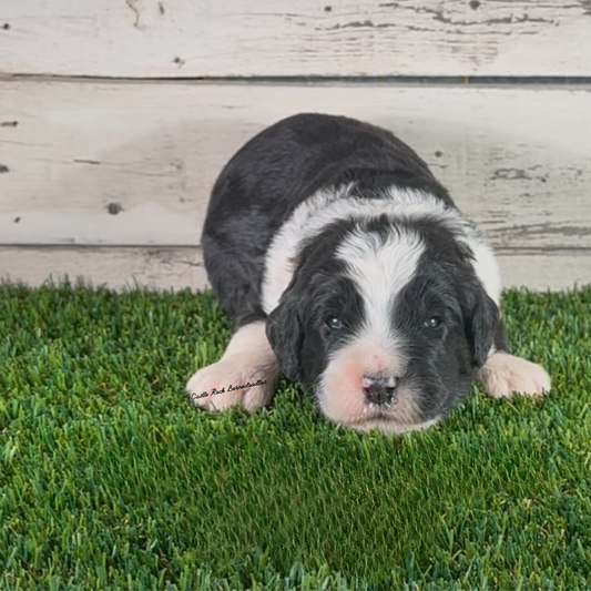 Beau (Male, F1 Major Bernedoodle)