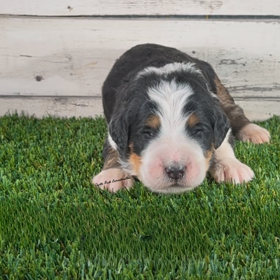 Beckham (Male, F1 Major Bernedoodle)