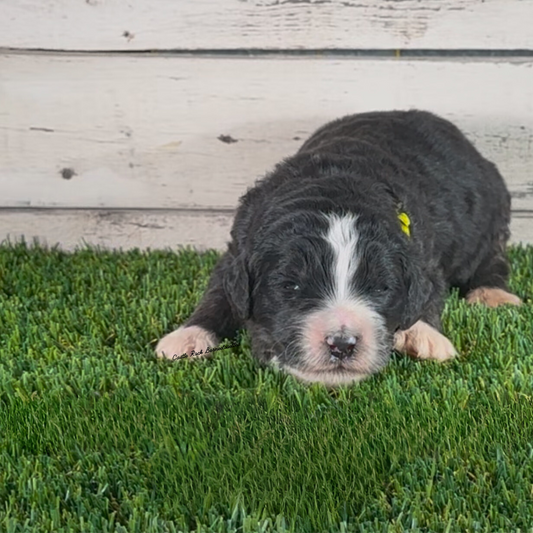 Bella (Female, F1 Major Bernedoodle)