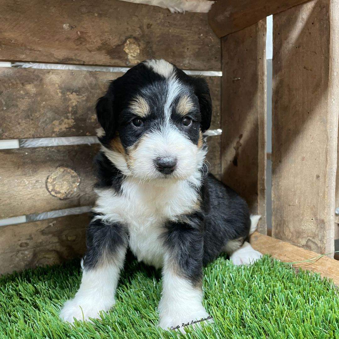 Ugo (Male, F1 Mini Bernedoodle) - RESERVED