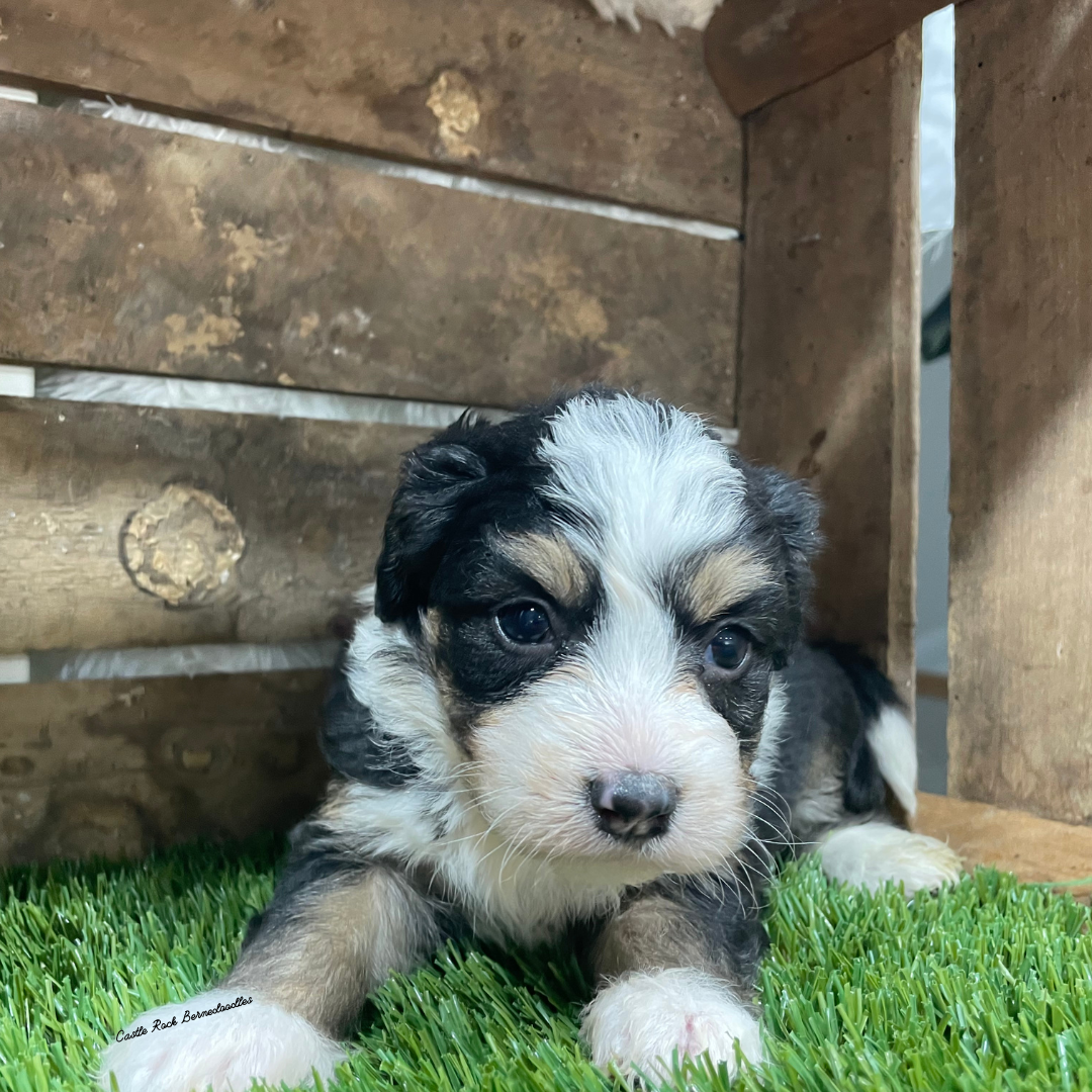 Velvet (Female, F1 Tiny Bernedoodle)