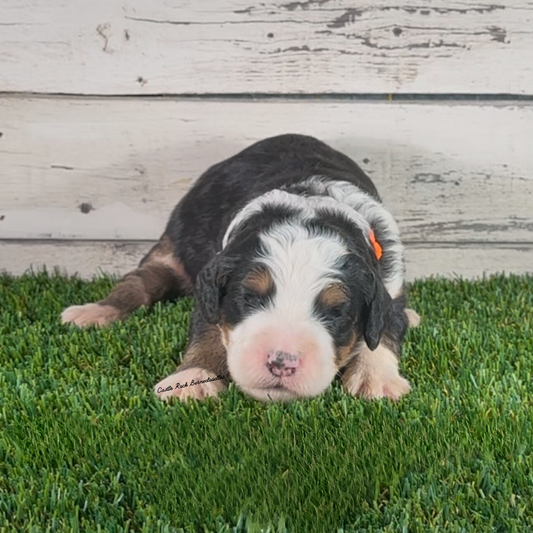 Bree (Female, F1 Major Bernedoodle)