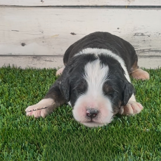 Brooke (Female, F1 Major Bernedoodle)