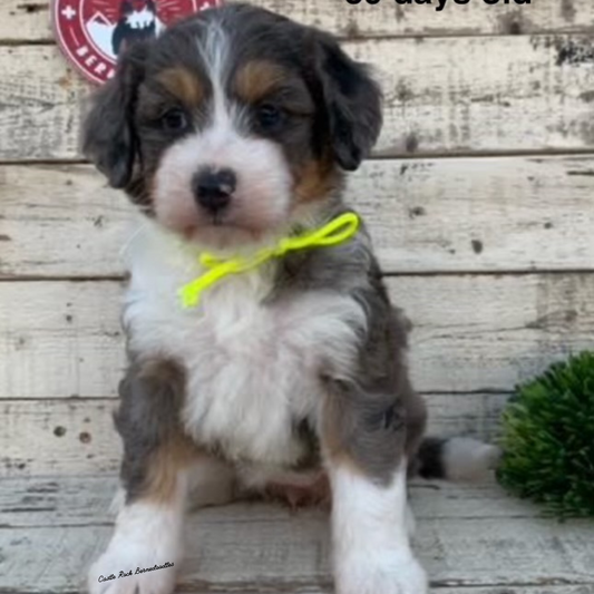 Casper (Female, F1 Mini Blue Merle) - FOUND A NEW HOME