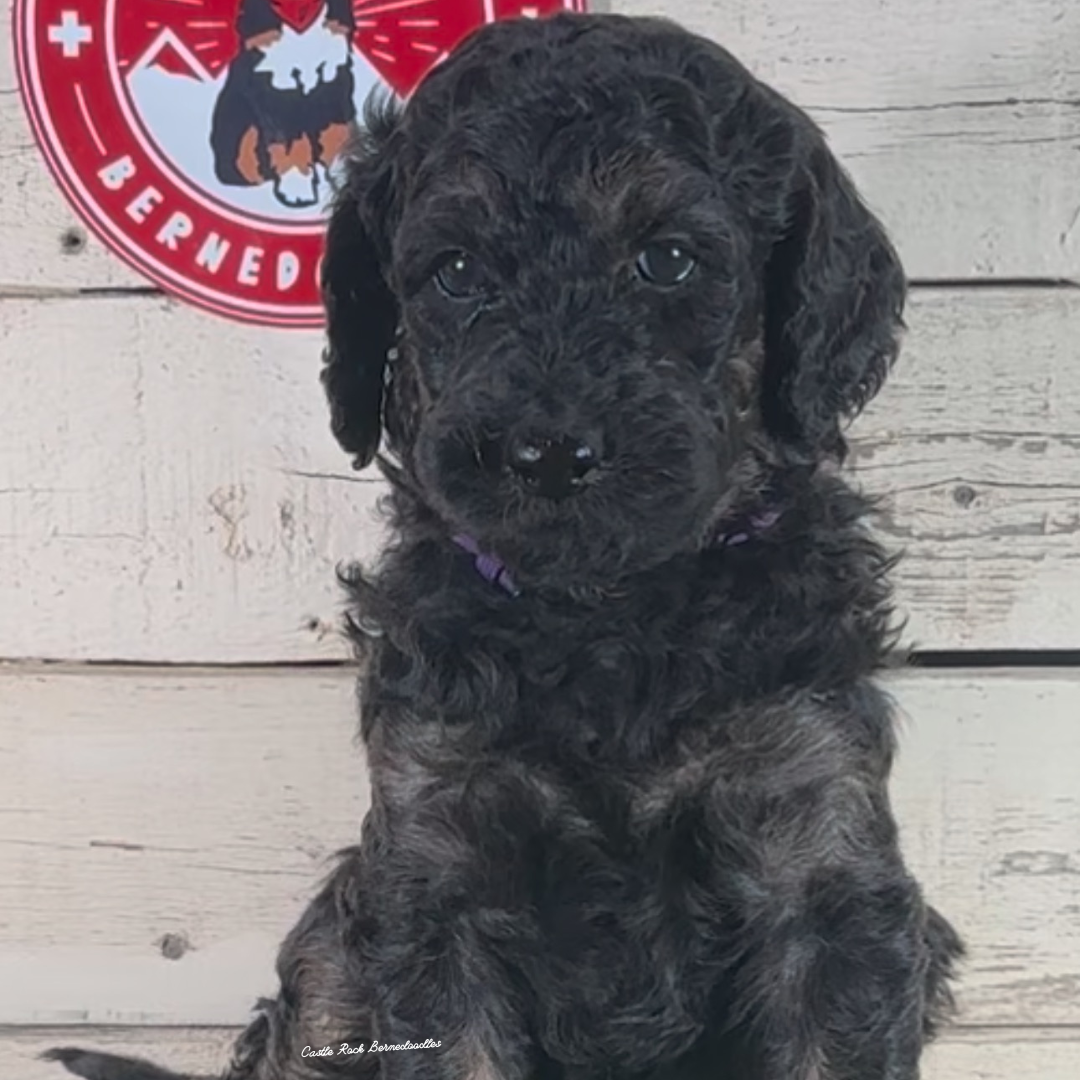 Darby (Male, F1 Maxi Bernedoodle) - $2500