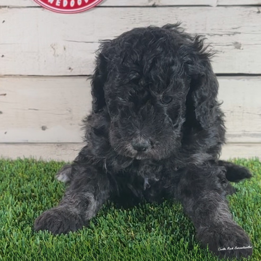 Demi (Female, F1 Maxi Bernedoodle) - $2000