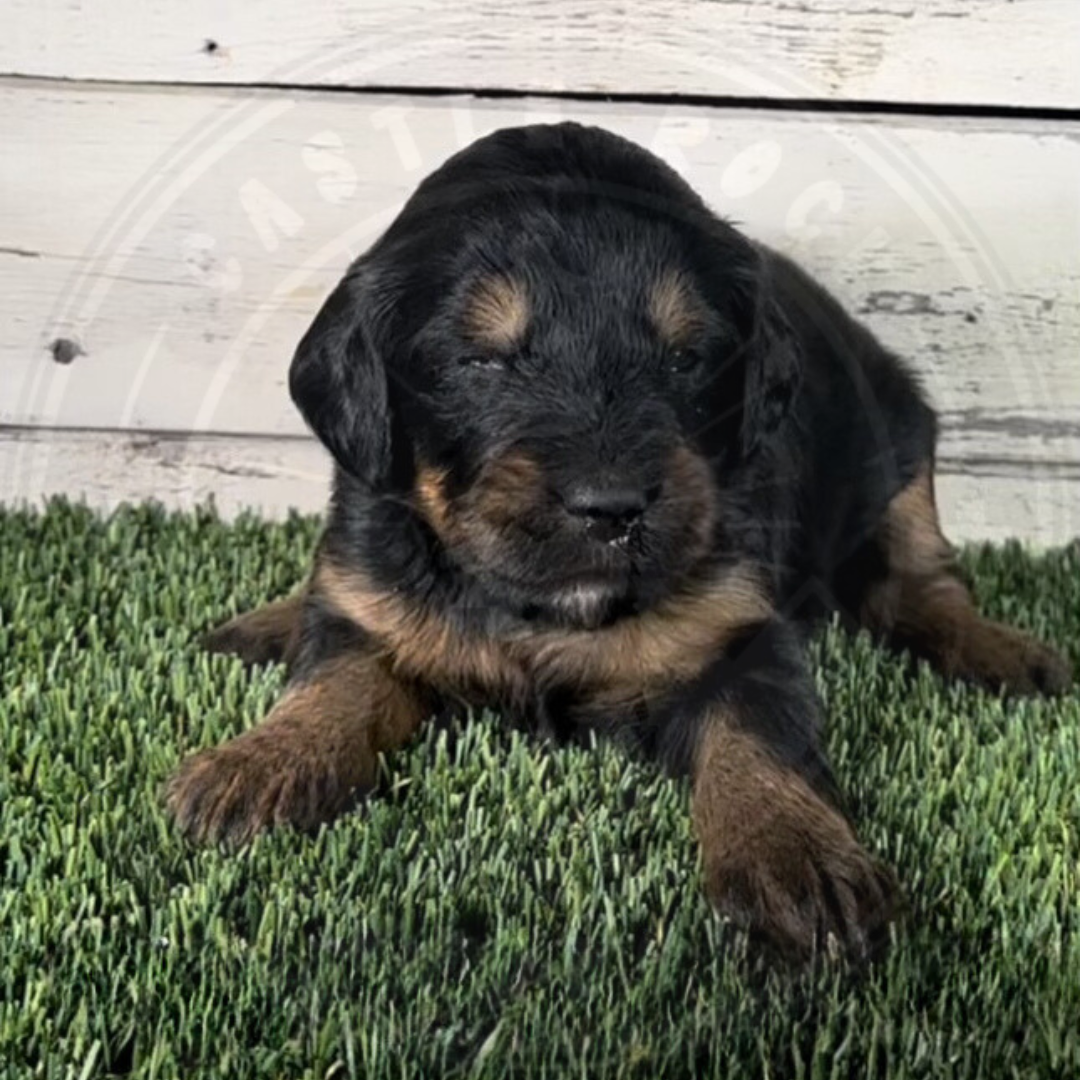 Ocean (Female, Blue, F1 Major Bernedoodle)