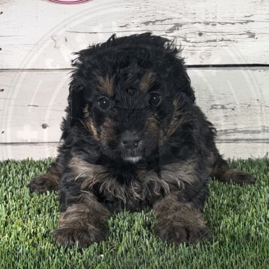 Odessa (Female, Black, F1 Major Bernedoodle)
