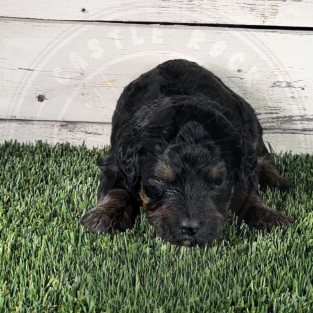 Odessa (Female, Black, F1 Major Bernedoodle)