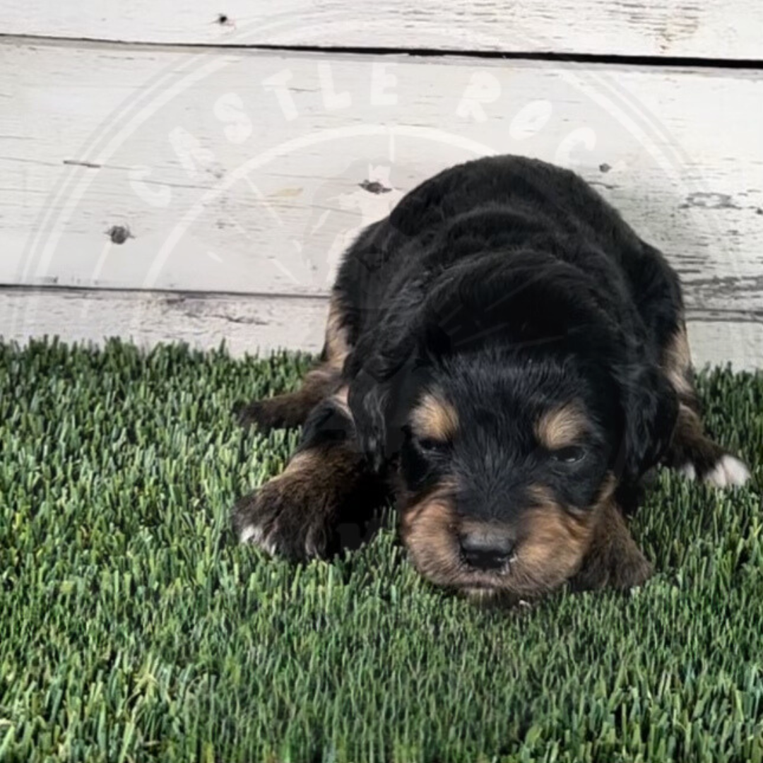 Odette (Female, Purple, F1 Major Bernedoodle)