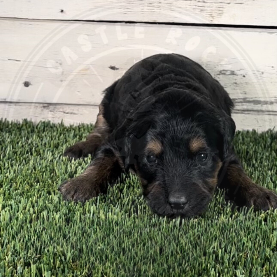 Olivia (Female, Black, F1 Major Bernedoodle)