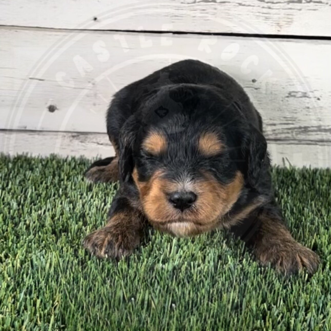 Onyx (Female, Pink, F1 Major Bernedoodle)