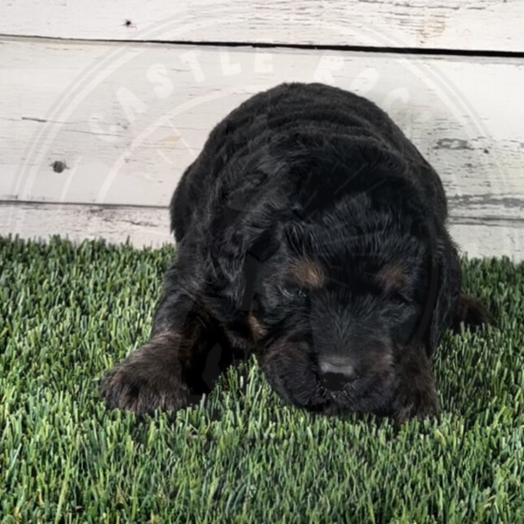 Opal (Female, Gray, F1 Major Bernedoodle)