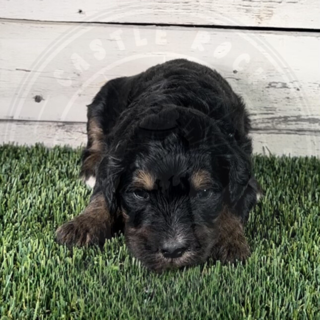 Orli (Female, Teal, F1 Major Bernedoodle)