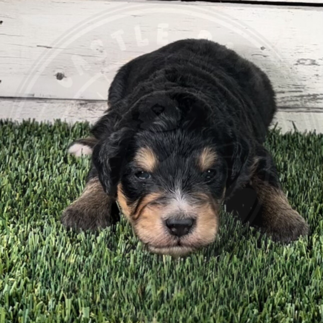 Ozzy (Male, Orange, F1 Major Bernedoodle)