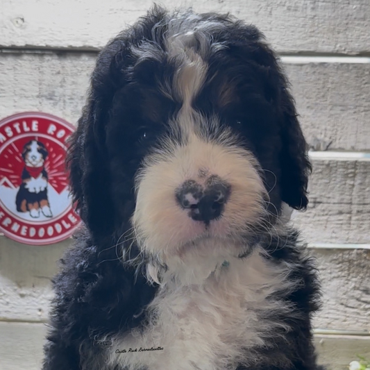 Shiloh (Male, F1 Major Bernedoodle) - FOUND A NEW HOME