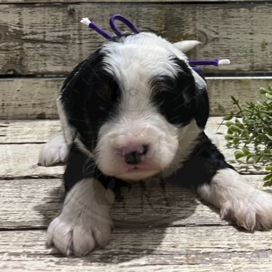 DelRio (Male, F1 Mini Bernedoodle)