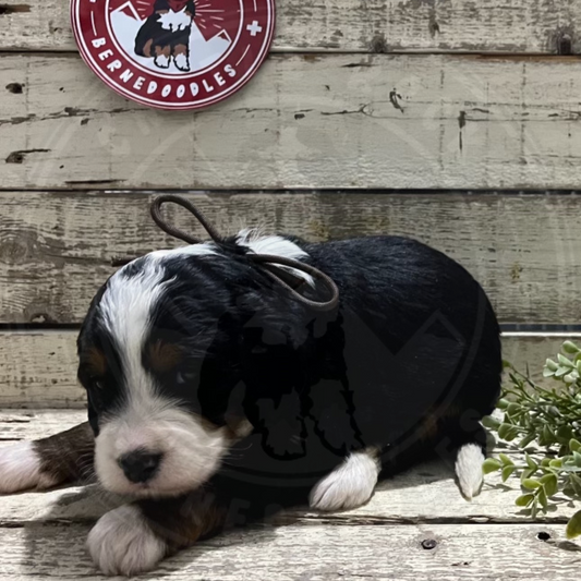 Delilah (Female, F1 Mini Bernedoodle)