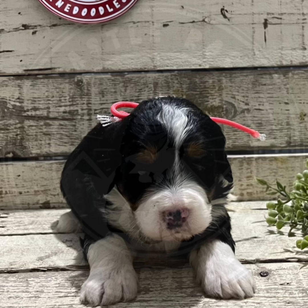 Dolly (Female, F1 Mini Bernedoodle)