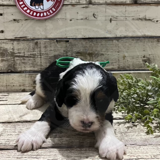 Durango (Male, F1 Mini Bernedoodle)