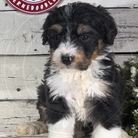 Haddie (Female, F1 Mini Bernedoodle)