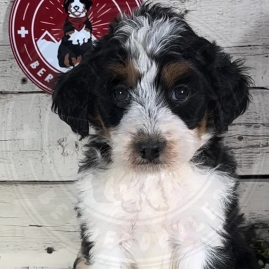 Hank (Male, F1 Mini Bernedoodle)