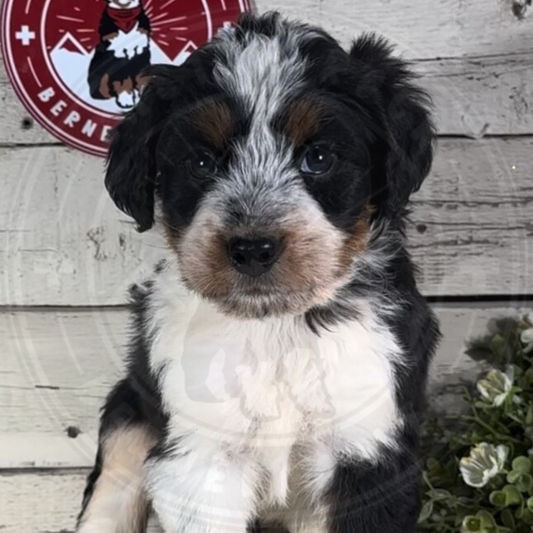 Henry (Male, F1 Mini Bernedoodle)