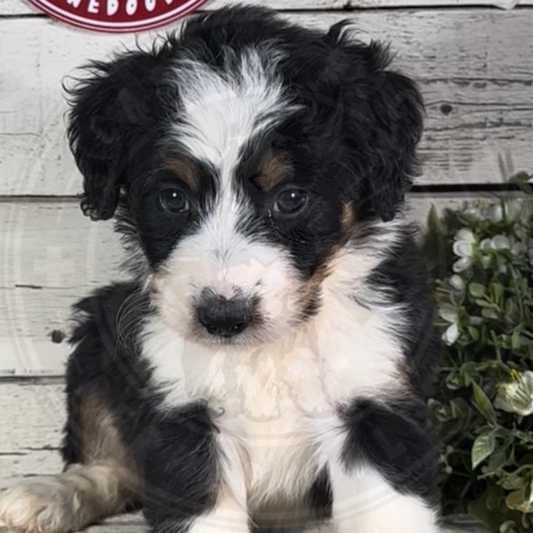 Hope (Female, F1 Mini Bernedoodle)