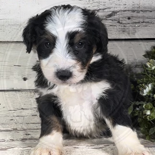 Hugo (Male, F1 Mini Bernedoodle)