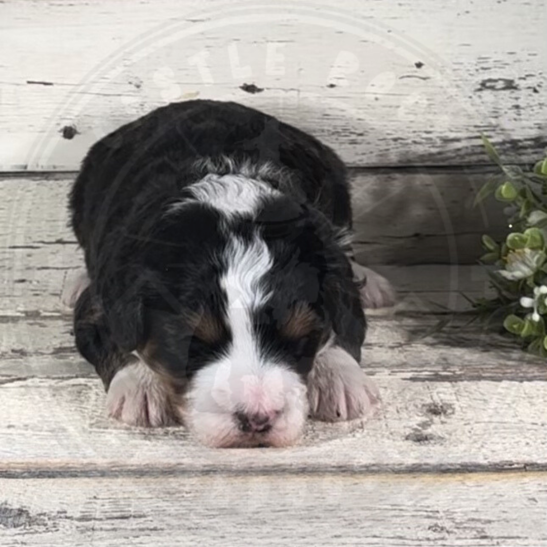 Iris (Female, F1 Mini Bernedoodle)