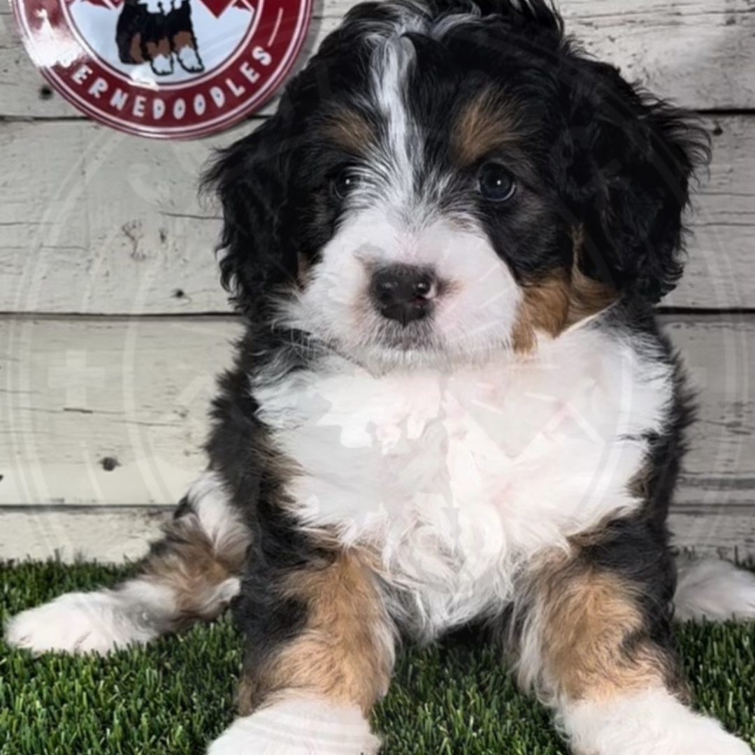 Iris (Female, F1 Mini Bernedoodle)