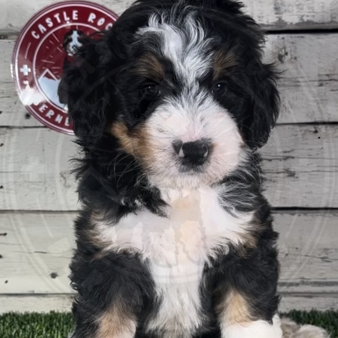 KC (Male, F1 Mini Bernedoodle)